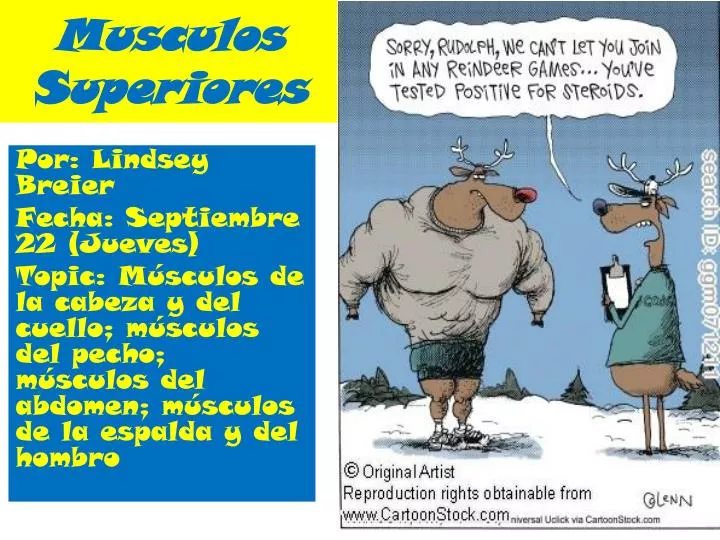 musculos superiores