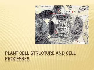Plant Cell Structure and Cell Processes