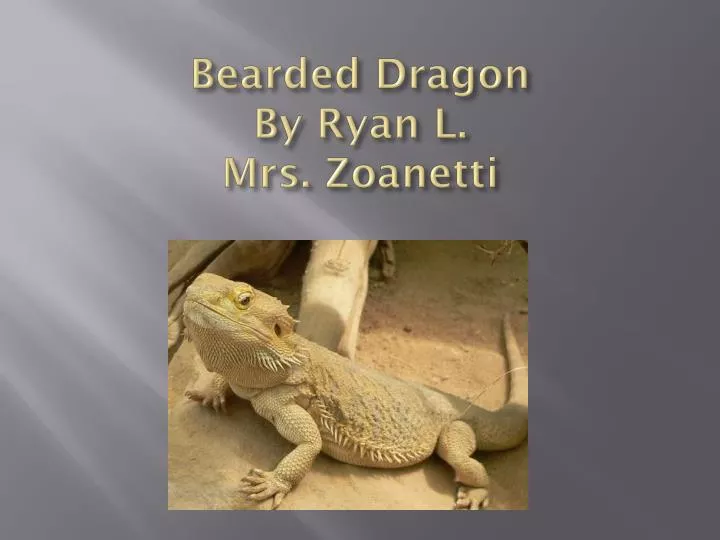 bearded dragon by ryan l mrs zoanetti