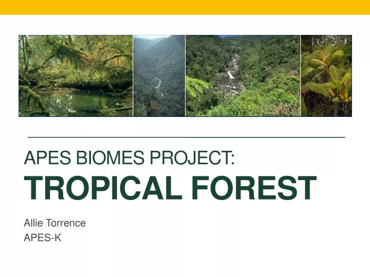 apes biomes project tropical forest