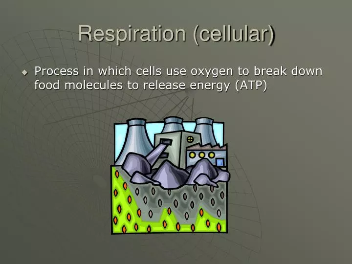 respiration cellular