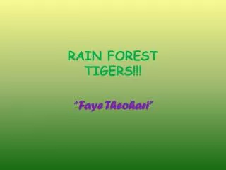 RAIN FOREST TIGERS!!!
