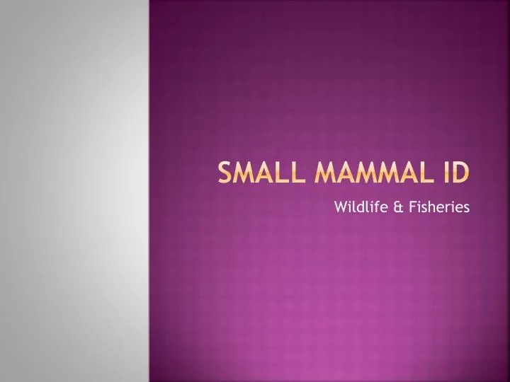 small mammal id