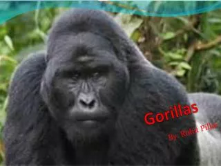 Gorillas