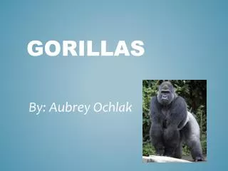 gorillas