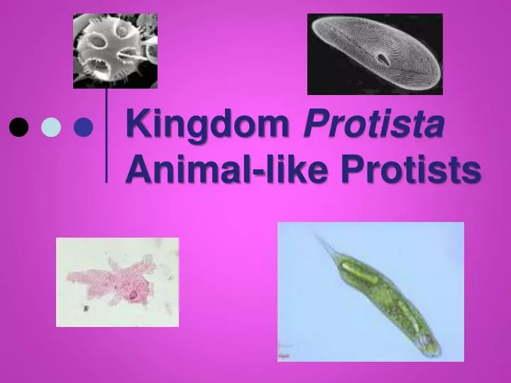 kingdom protista animal like protists