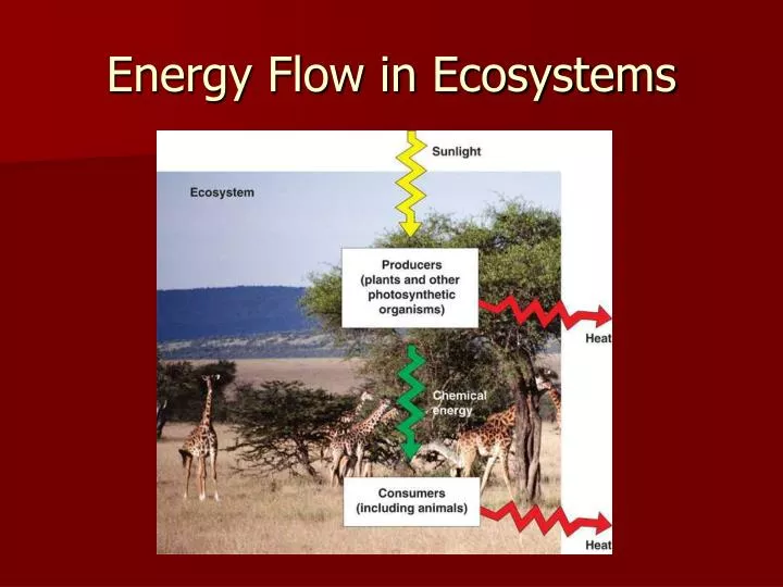 energy flow in ecosystems