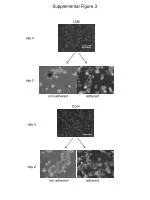 Comparison of Non-Adherent and Adherent Cell Growth in LM8 on Day 0 and Day 2 - slide 1
