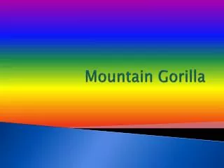 Mountain Gorilla