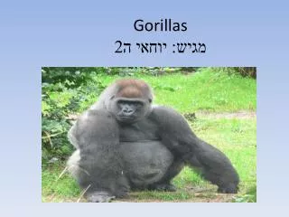 Gorillas מגיש : יוחאי ה2