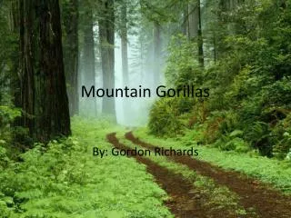 Mountain Gorillas