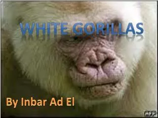 White gorillas
