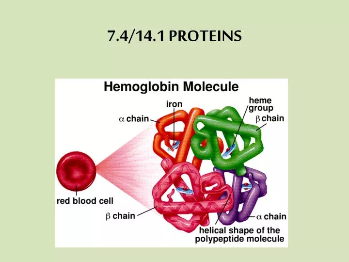 7 4 14 1 proteins