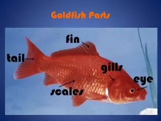Goldfish Parts