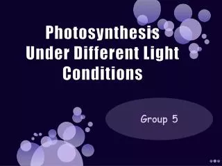 Photosynthesis Under Different Light Conditions