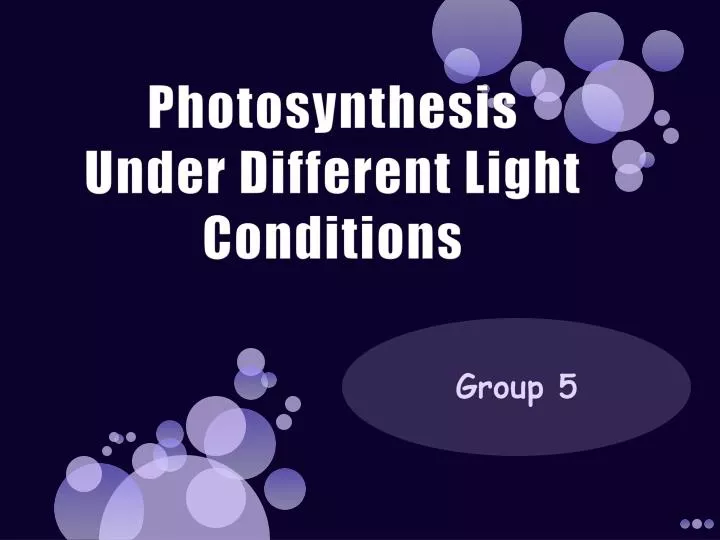 photosynthesis under different light conditions