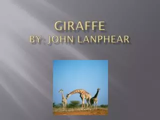 Giraffe by: John Lanphear