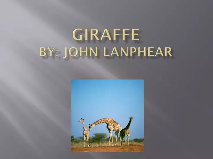 giraffe by john lanphear