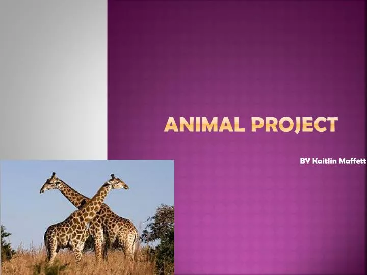 animal project