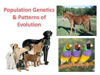 Population Genetics &amp; Patterns of Evolution