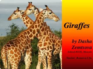 Giraffes by Dasha Zemtsova School #1192, Moscow Teacher: Remneva I.Yu .