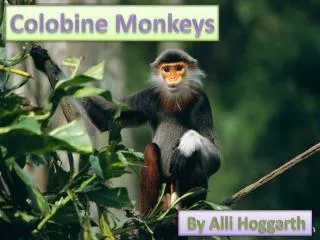 Colobine Monkeys