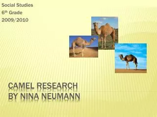 Camel Research By Nina Neumann