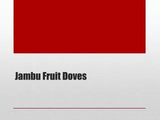 Jambu Fruit Doves