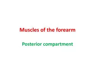 Muscles of the forearm