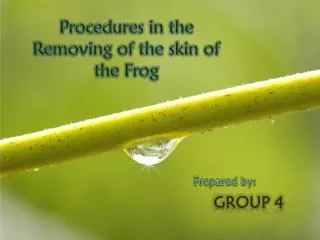Procedures in the Removing of the skin of the Frog