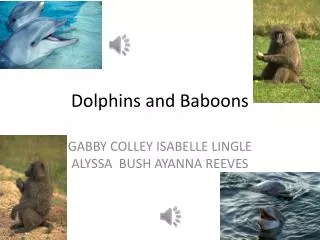 Dolphins and Baboons