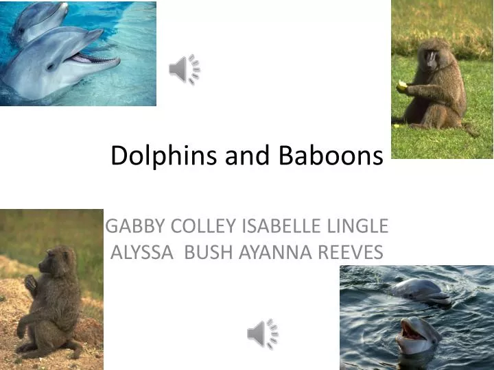 dolphins and baboons