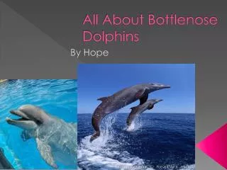 All About Bottlenose D olphins