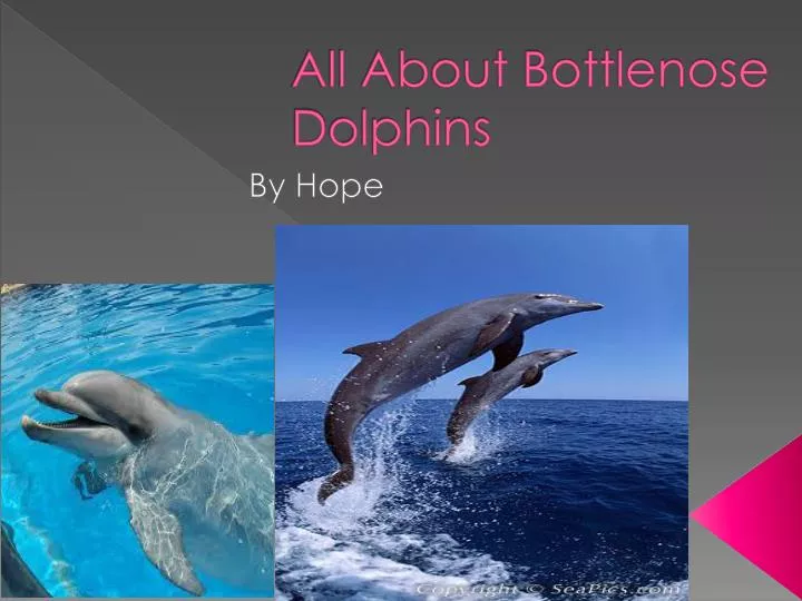 all about bottlenose d olphins