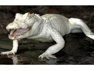 albino