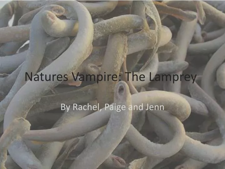 natures vampire the lamprey