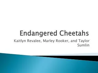 Endangered Cheetahs