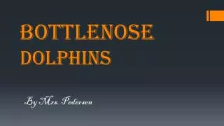 bottlenose Dolphins