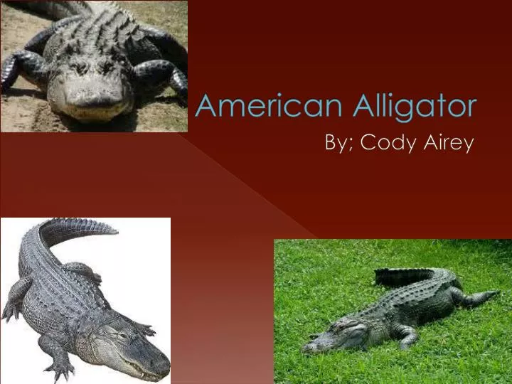 the american alligator