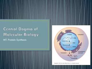 Central Dogma of Molecular Biology