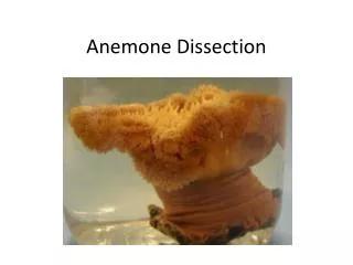 Anemone Dissection