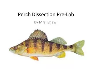 Perch Dissection Pre-Lab