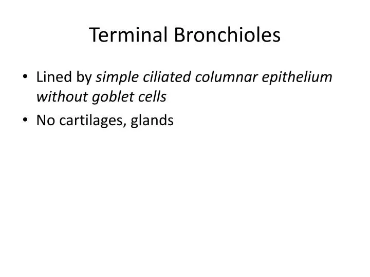 terminal bronchioles