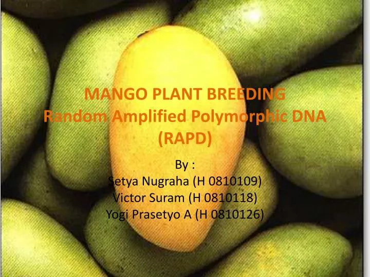 mango plant breeding random amplified polymorphic dna rapd