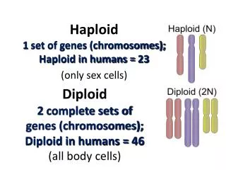 Diploid 2 complete sets of genes (chromosomes); Diploid in humans = 46 (all body cells)