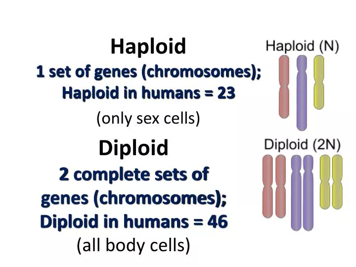 diploid 2 complete sets of genes chromosomes diploid in humans 46 all body cells