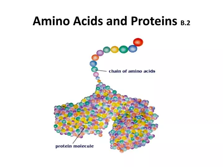 amino acids and proteins b 2