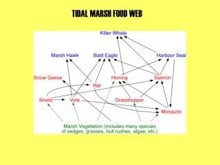 TIDAL MARSH FOOD WEB