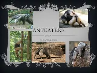 ANTEATERS