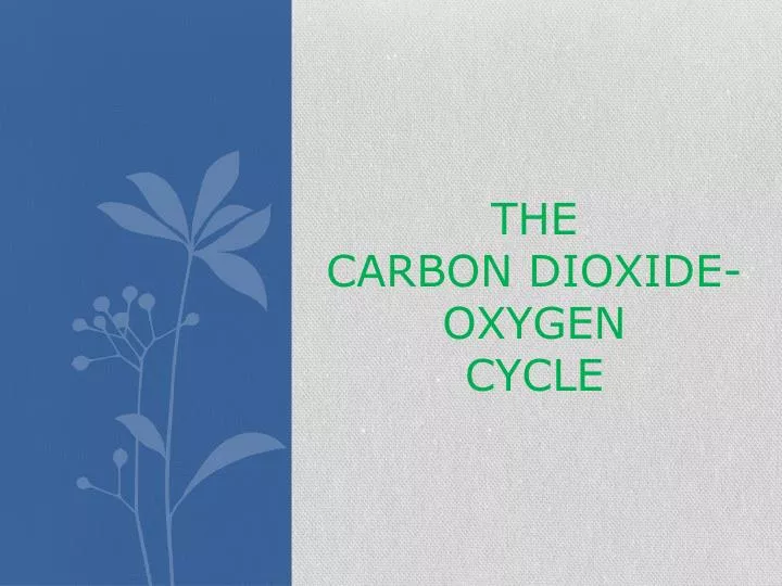 the carbon dioxide oxygen cycle